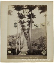 Jardin Botanique, ALLEE DES PALMIERS