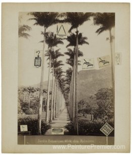 Jardin Botanique, ALLEE DES PALMIERS