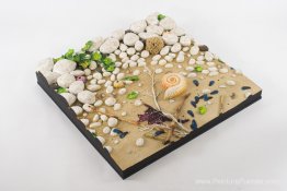 Spigigia con Nautilus