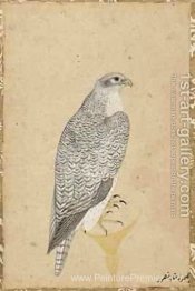 Portrait d'un faucon du nord de l'Inde