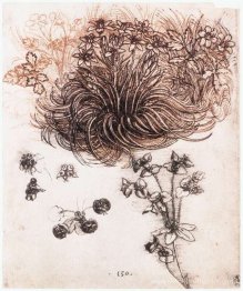 Stof bethléem et autres plantes