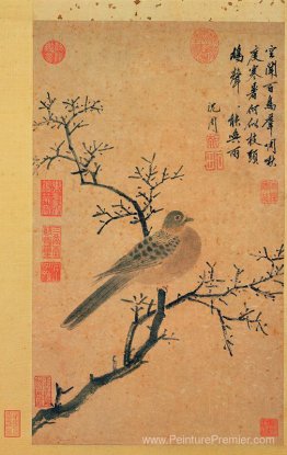 Turtledove appelant à la pluie