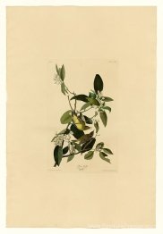 Plaque 163 Palm Warbler
