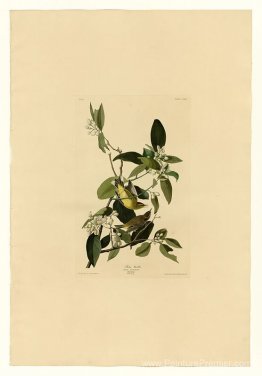 Plaque 163 Palm Warbler