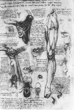 Études anatomiques (larynx et jambe)