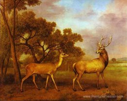 Stag et Hind