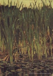 Carex