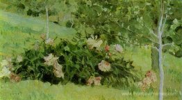 Pivoines