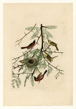 Planche 42. Oriole de verger