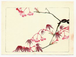 Maple rouge - Hana Kurabe