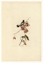 Plaque 54. Rice Bird