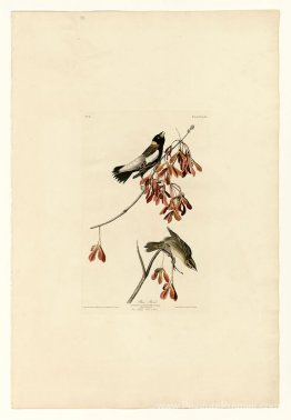 Plaque 54. Rice Bird