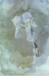 Iris blanc