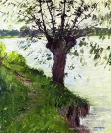 Saule sur les rives de la Seine