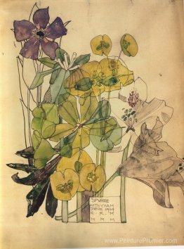 Spurge avec Yham Spurge avec Yham