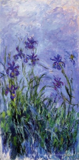 Iris lilas Iris lilas