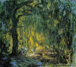 Saule pleureur Saule pleureur