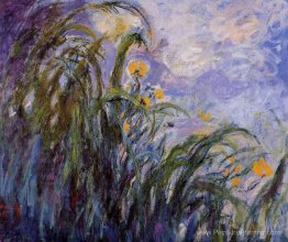 Iris jaunes Iris jaunes