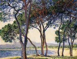 Arbres au bord de la mer aux antibes Arbres au bord de la mer aux antibes