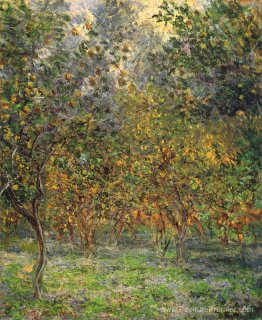 Sous les citronniers Sous les citronniers