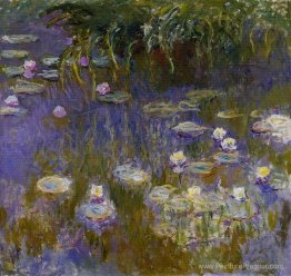 Lys d'eau, jaune et lilas Lys d'eau, jaune et lilas