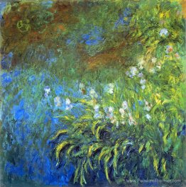 Iris à l'étang maritime Iris à l'étang maritime