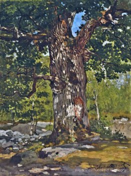 Le chêne Bodmer Le chêne Bodmer