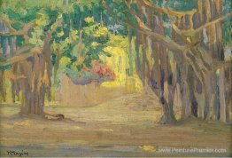 Arbres au Caire Arbres au Caire