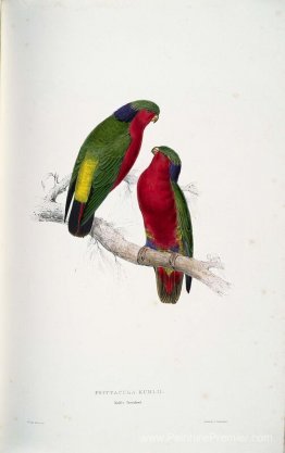 Psittacula kuhlii (Lorikeets di Kuhl) Psittacula kuhlii (Lorikeets di Kuhl)