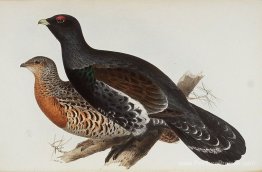 Capercaillie ou bite du bois Capercaillie ou bite du bois