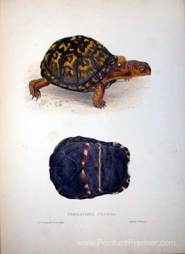 Terrapene clausa Terrapene clausa