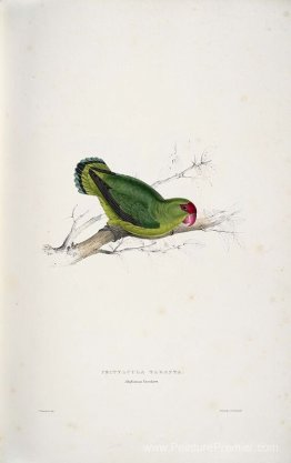 Psittacula Taranta. Parrakeet abyssinien (abyssinien Abyssin) Psittacula Taranta. Parrakeet abyssinien (abyssinien Abyssin)