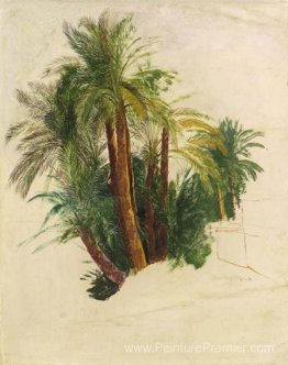 Étude des palmiers Étude des palmiers
