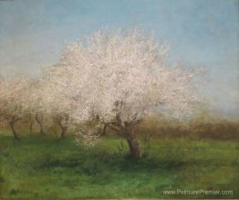 Pommiers dans une prairie Pommiers dans une prairie