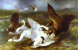 Swannery envahi par les aigles Swannery envahi par les aigles