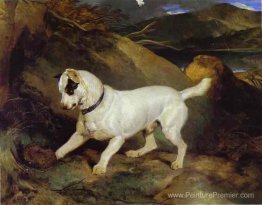 Jocko avec un hérisson Jocko avec un hérisson
