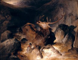 Chiens de cerf et de cerfs dans un torrent de montagne Chiens de cerf et de cerfs dans un torrent de montagne