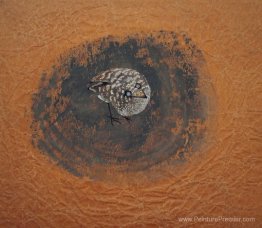 Oiseau de l'esprit Oiseau de l'esprit