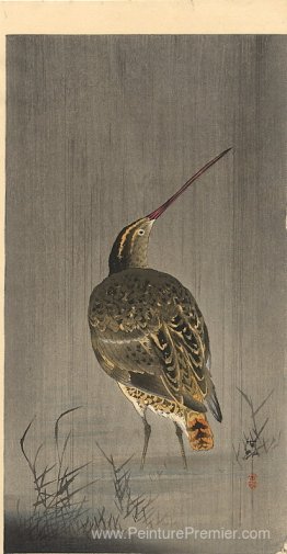 Snipe sous la pluie Snipe sous la pluie