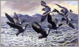 Pétrels de tempête Pétrels de tempête