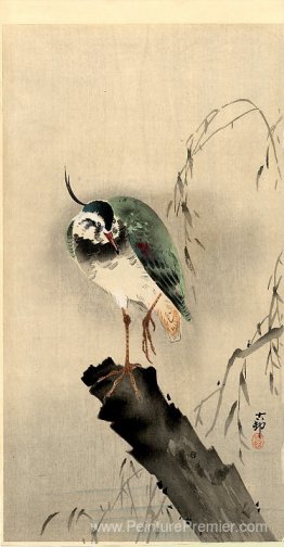 Lapwing sur le moignon Lapwing sur le moignon