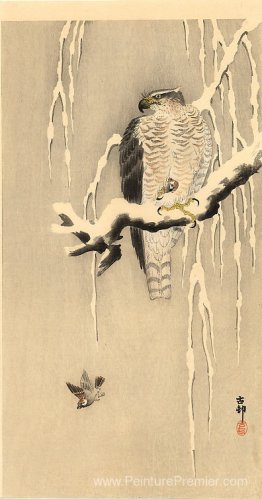 Goshawk sur la branche neigeuse Goshawk sur la branche neigeuse