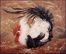 Coq dans le vent Coq dans le vent