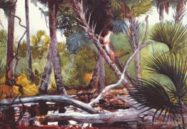 Dans la jungle, en Floride Dans la jungle, en Floride