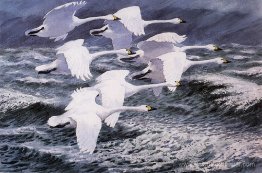 Berwick Swans Berwick Swans