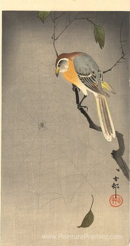 La toile d'araignée La toile d'araignée