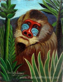 Mandrill dans la jungle Mandrill dans la jungle