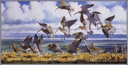 Curlews Garding Curlews Garding