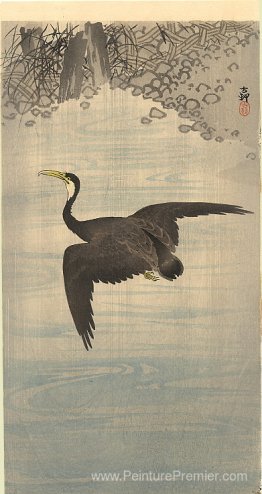 Cormoran Cormoran