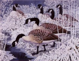 Oies et givre Oies et givre